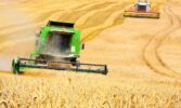 Жнива-2020: В Україні вже зібрано 6,3 млн тонн зерна
