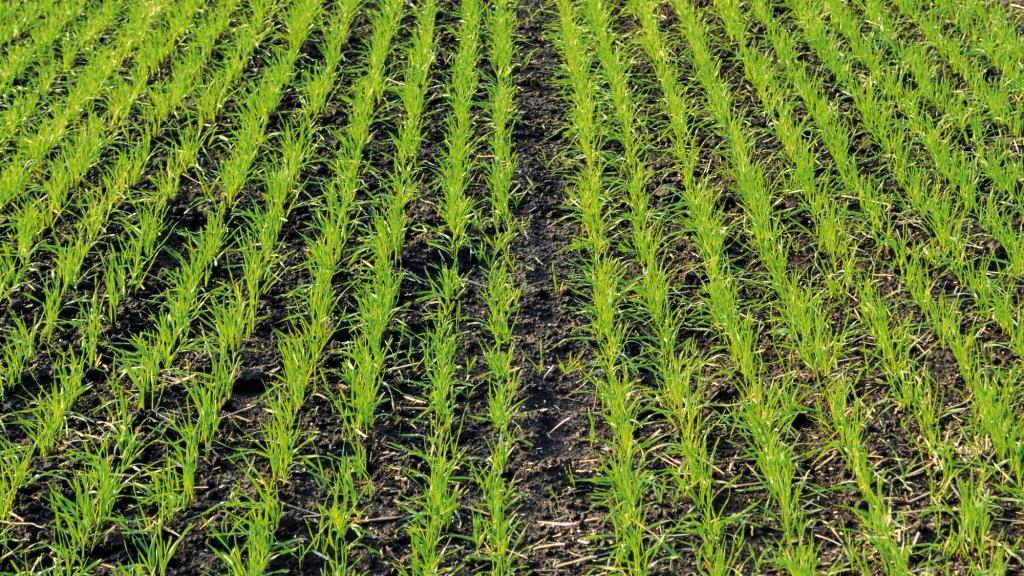 Захист озимих зернових на початкових етапах росту та розвитку