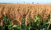 Зернове сорго (Sorghum bicolor) формує високі врожаї за несприятливих ґрунтово-кліматичних умов та може ефективно використовуватись для виробництва біопалива