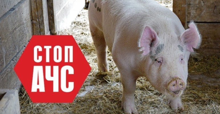 До 86 зросла кількість спалахів АЧС у Німеччині