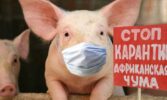 Спалах африканської чуми свиней зафіксували у Житомирській області