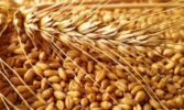 Підвищення якості життя людей та сталий розвиток агровиробництва – ключові цілі Стратегії продовольчої безпеки України