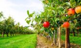 На Запоріжжі щорічно збільшують площу насаджень плодово-ягідних культур