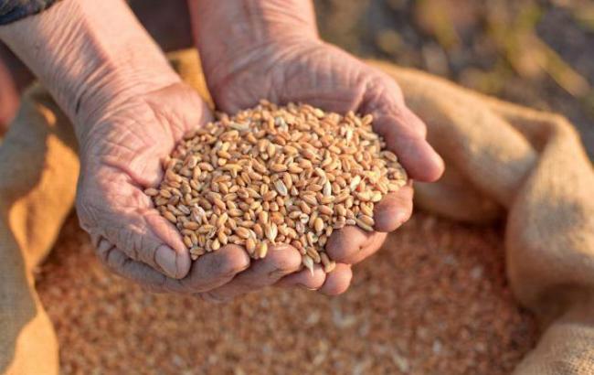 В умовах пандемії вітчизняний експорт насіння у 2020 році збільшився на 30,0 %, продемонструвавши найкращий за останні 10 років результат