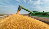 Узгоджено граничний обсяг експорту кукурудзи на 2020/2021 МР