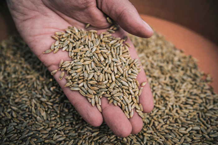 Експорт з України зернових, зернобобових та борошна