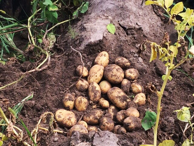 Чи зможе українська картопля вийти на ринок ЄС?