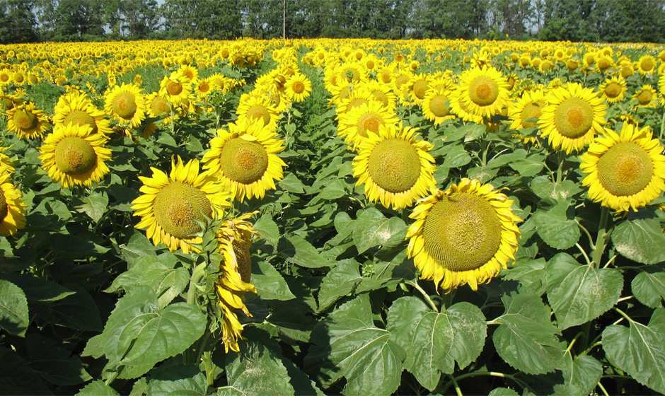 Україна збільшила експорт соняшнику майже в 4 рази