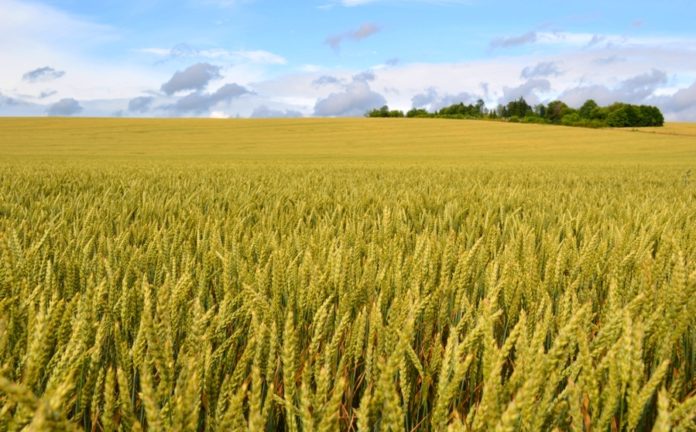 RAGT та Bayer підписали угоду щодо створення інноваційної селекційної програми гібридної пшениці для європейських ринків