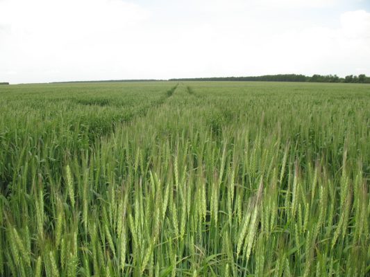 Світовий ринок ячменю: можливості для України