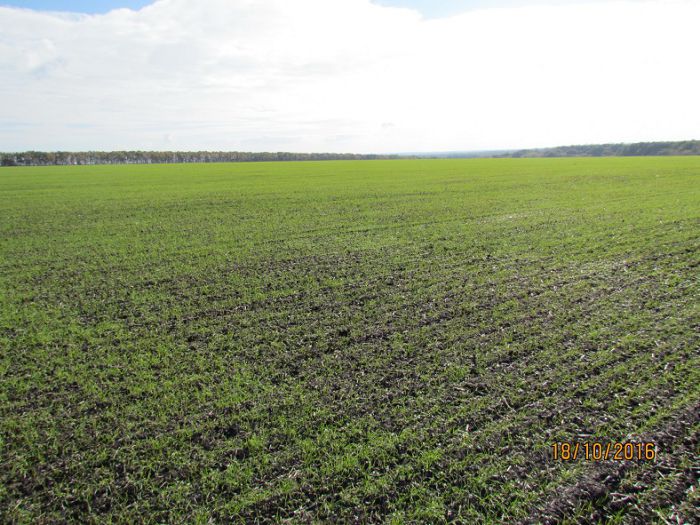 Прискорення сівби та прогнози опадів обвалили ціни на зерно