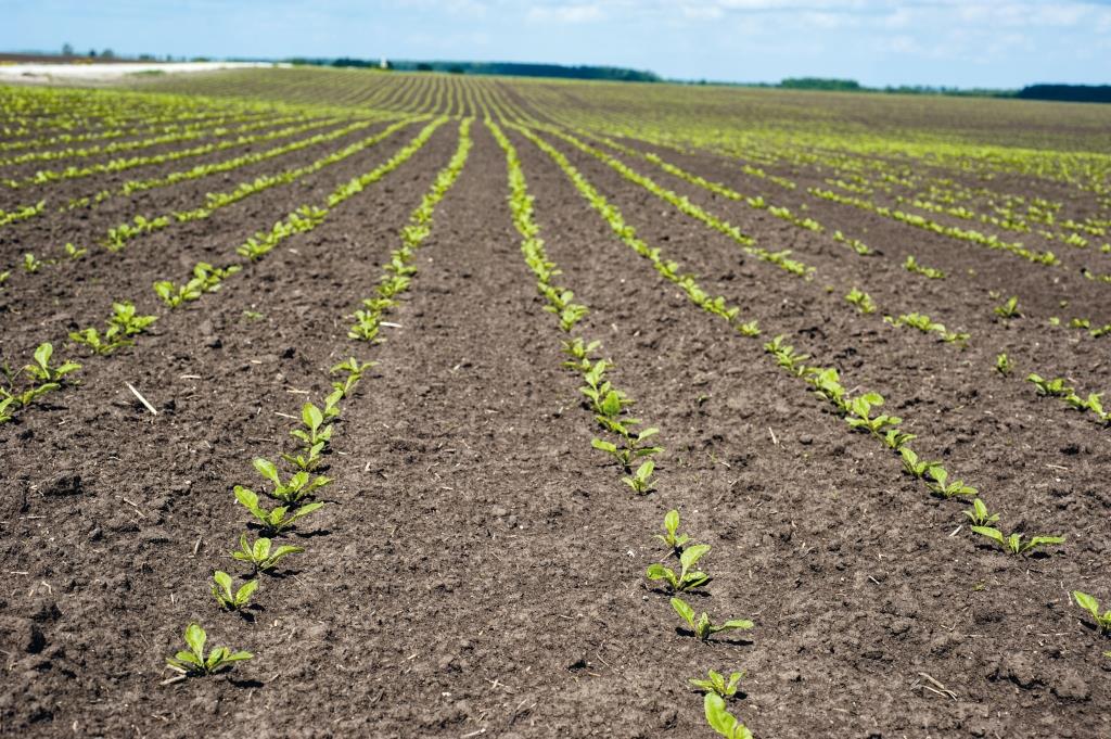 Цукровий буряк: від сівби – до збирання. ПАП «Агропродсервіс» привідкриває технологічні секрети!