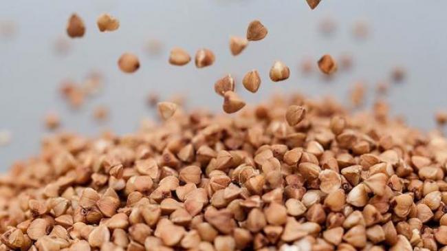 Україна втримує 100 % виробництва кондиційного насіння вітчизняної селекції лише по трьох зернових культурах – гречка, просо та овес