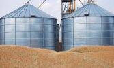 Невизначеність на пшеничних біржах призводить до різких стрибків цін