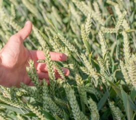 День поля у ПП «Західний Буг