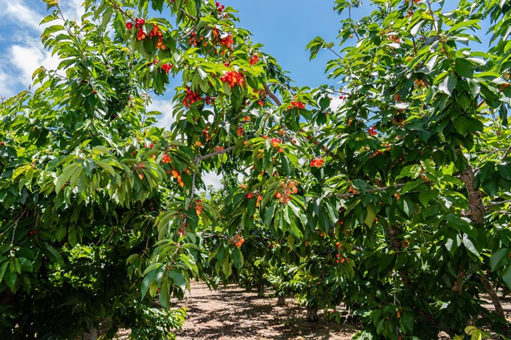 Площі під садами черешні в Україні залишаються практично сталими