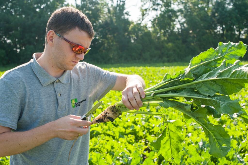 Цукровий буряк: від сівби – до збирання. ПП «Західний Буг»: «Гичка здорова, урожай має бути гарним»