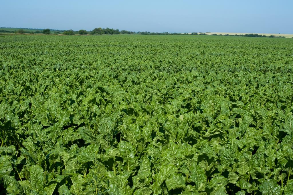 Цукровий буряк: від сівби – до збирання. ПП «Західний Буг»: «Гичка здорова, урожай має бути гарним»