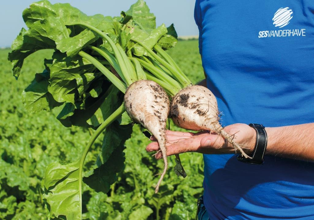 Цукровий буряк: від сівби – до збирання. ПП «Західний Буг»: «Гичка здорова, урожай має бути гарним»