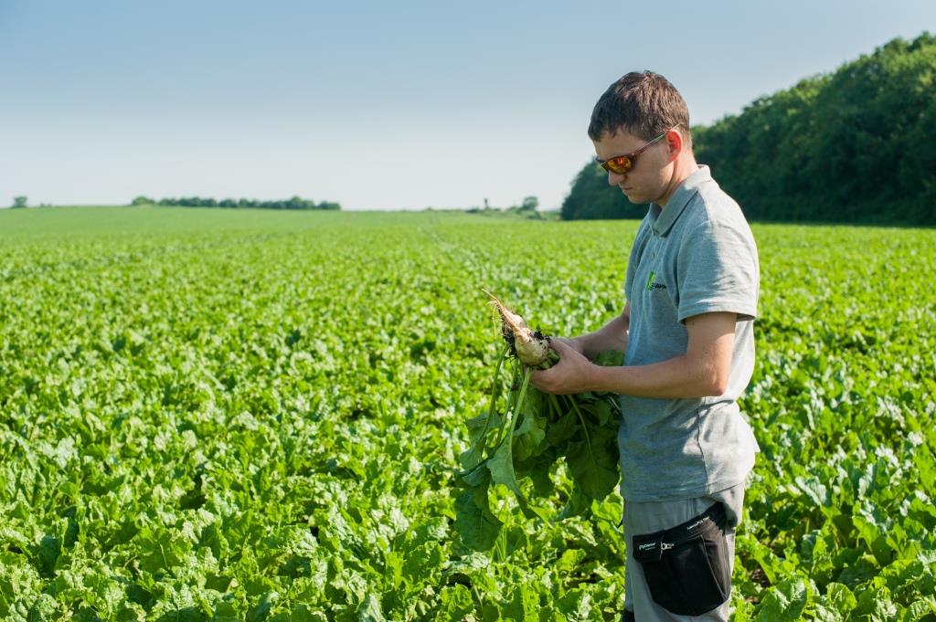Цукровий буряк: від сівби – до збирання. ПП «Західний Буг»: «Гичка здорова, урожай має бути гарним»
