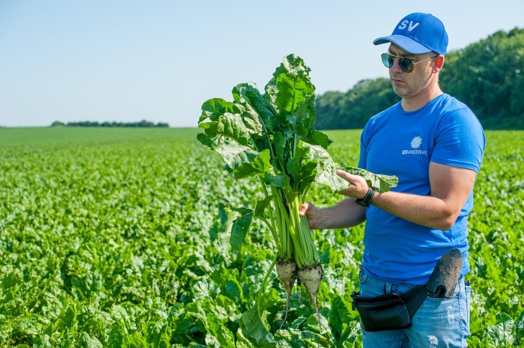 Цукровий буряк: від сівби – до збирання. ПП «Західний Буг»: «Гичка здорова, урожай має бути гарним»