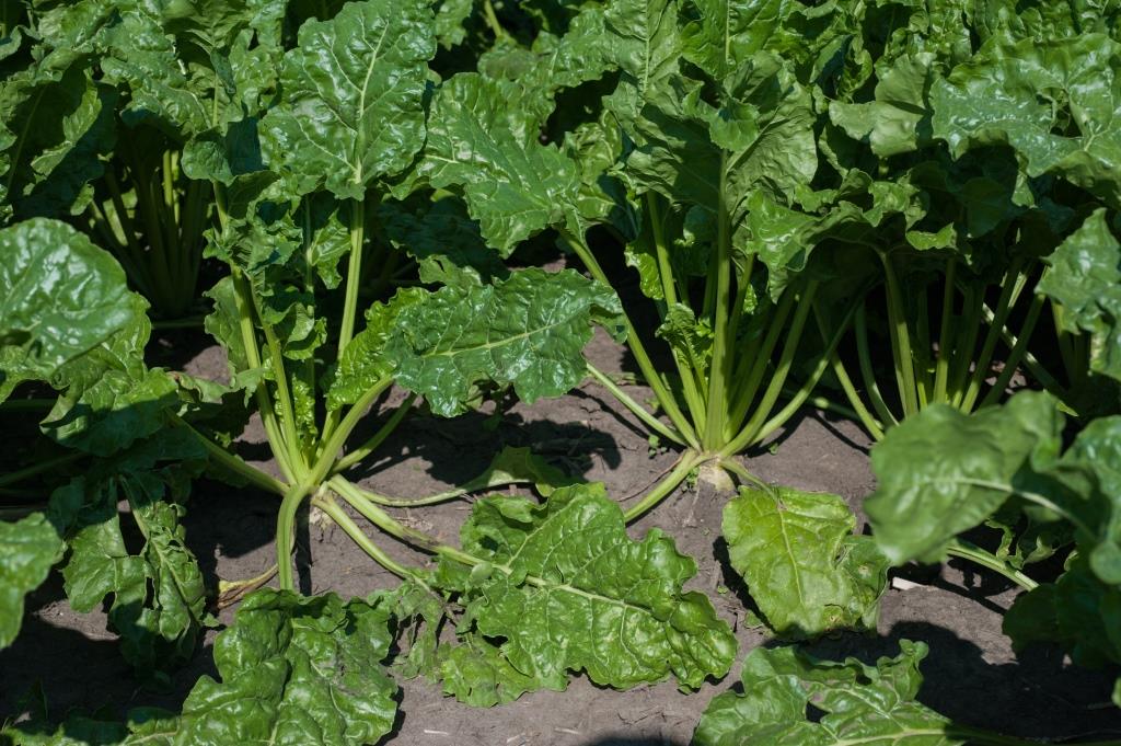 Цукровий буряк: від сівби – до збирання. ПП «Західний Буг»: «Гичка здорова, урожай має бути гарним»