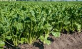 Цукровий буряк: від сівби – до збирання. ПП «Західний Буг» 07.07.2021