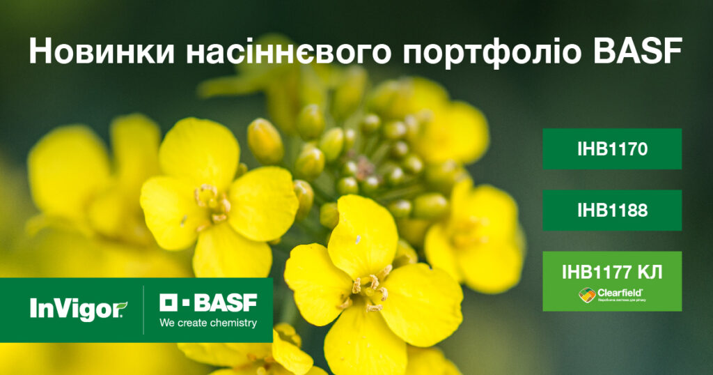 Ріпак: чому варто інвестувати в культуру. Пояснюють експерти BASF