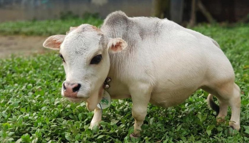 Мініатюрна корівка Рані: тисячі туристів відвідують ферму у Бангладеш, щоб побачити нову знаменитість