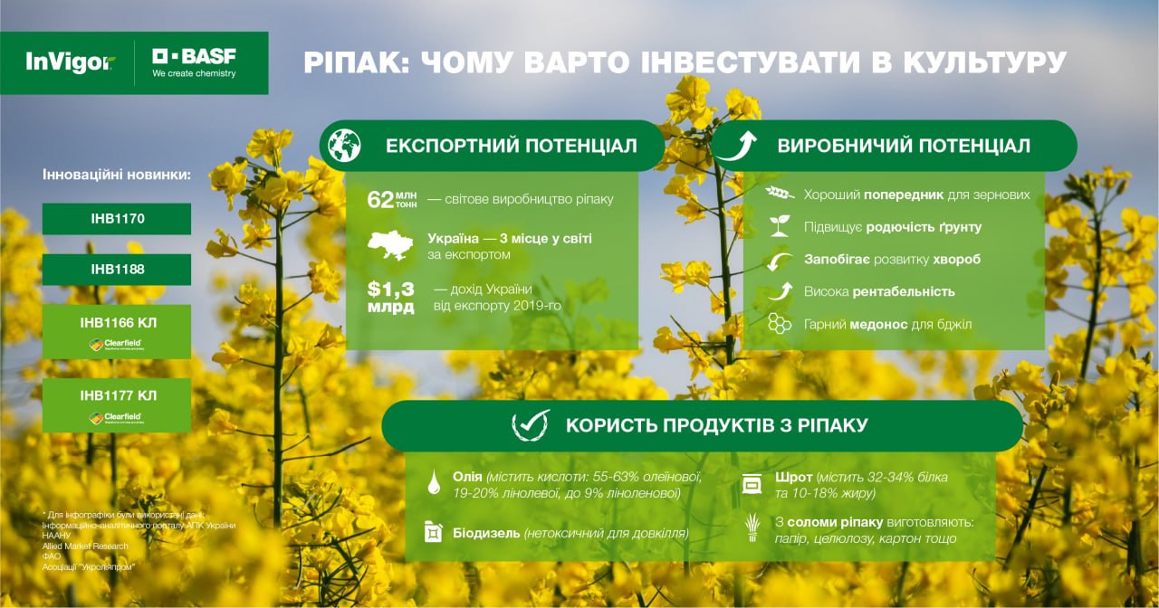 Ріпак: чому варто інвестувати в культуру. Пояснюють експерти BASF