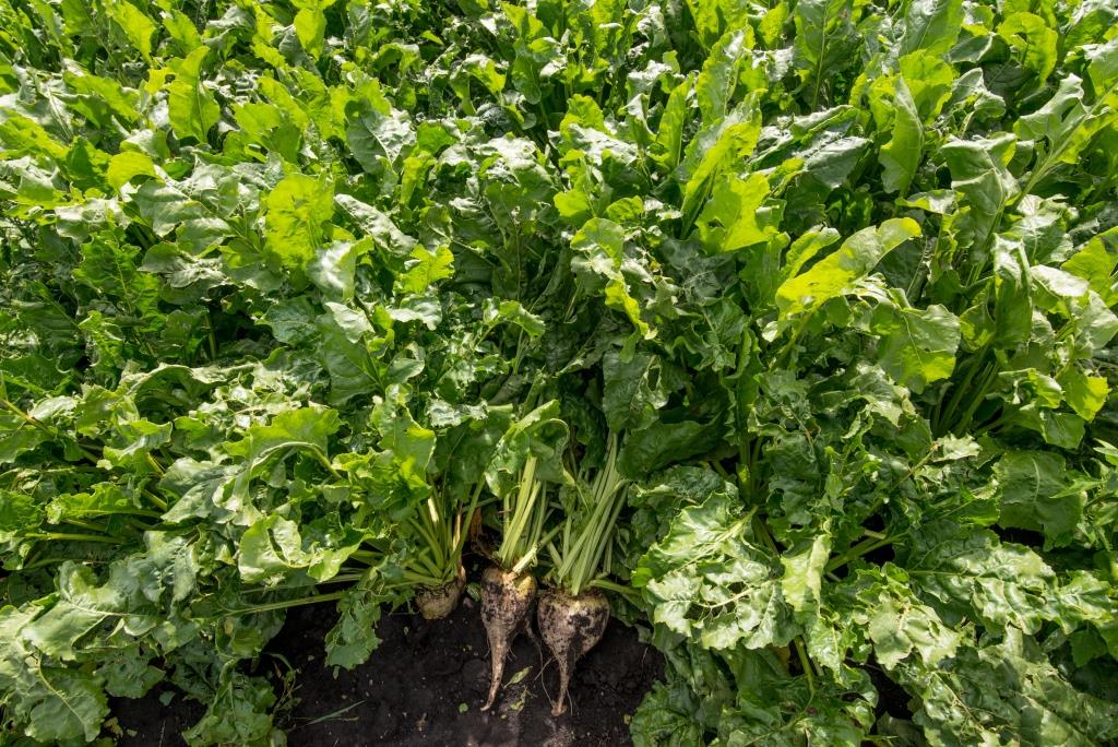 Від сівби до збирання 05.08.2021