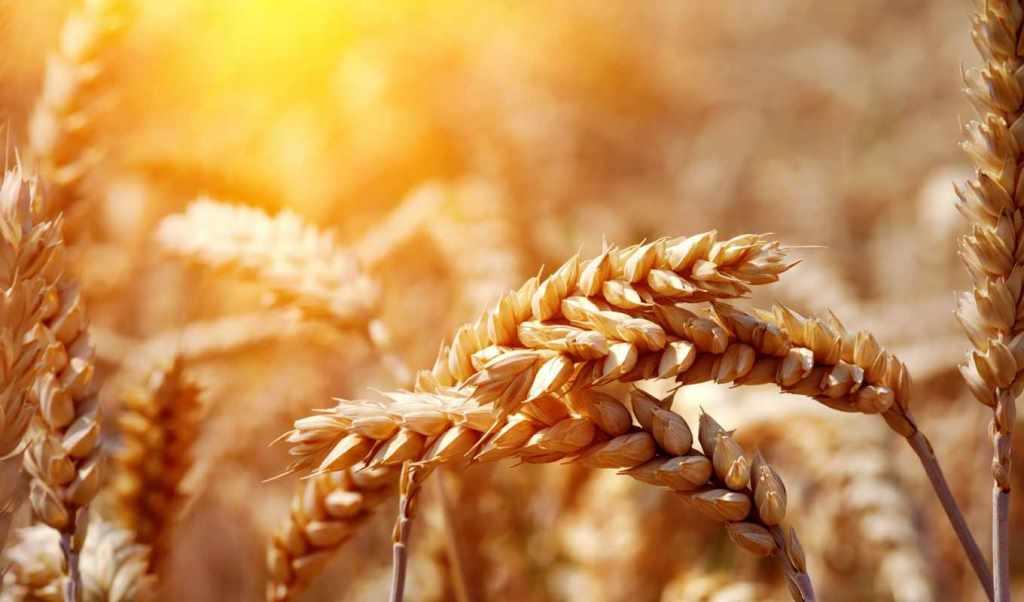 Україна готова до завоювання нових експортних ринків зерна