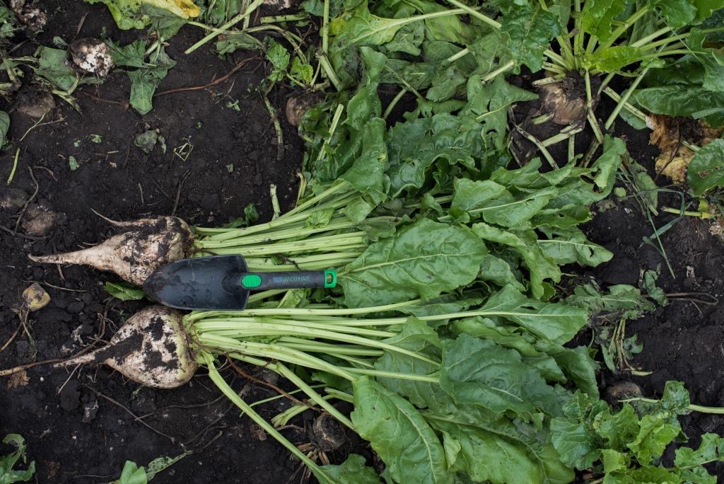 Від сівби до збирання 05.08.2021