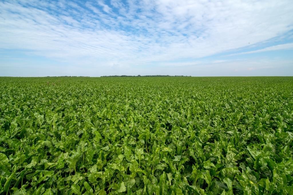 Від сівби до збирання 05.08.2021