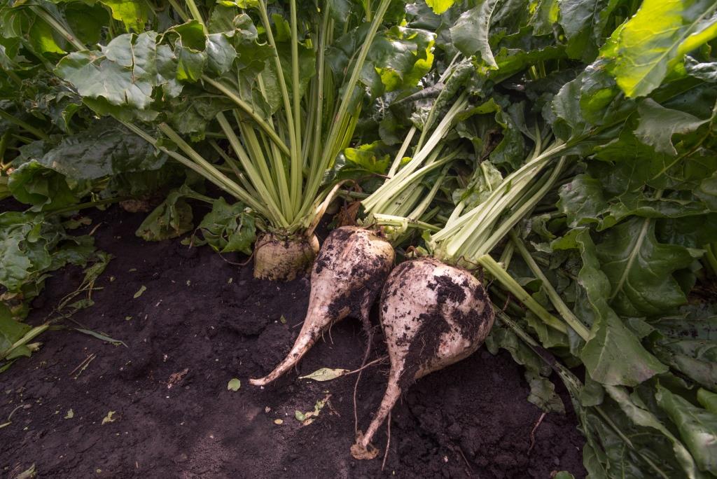 Від сівби до збирання 05.08.2021