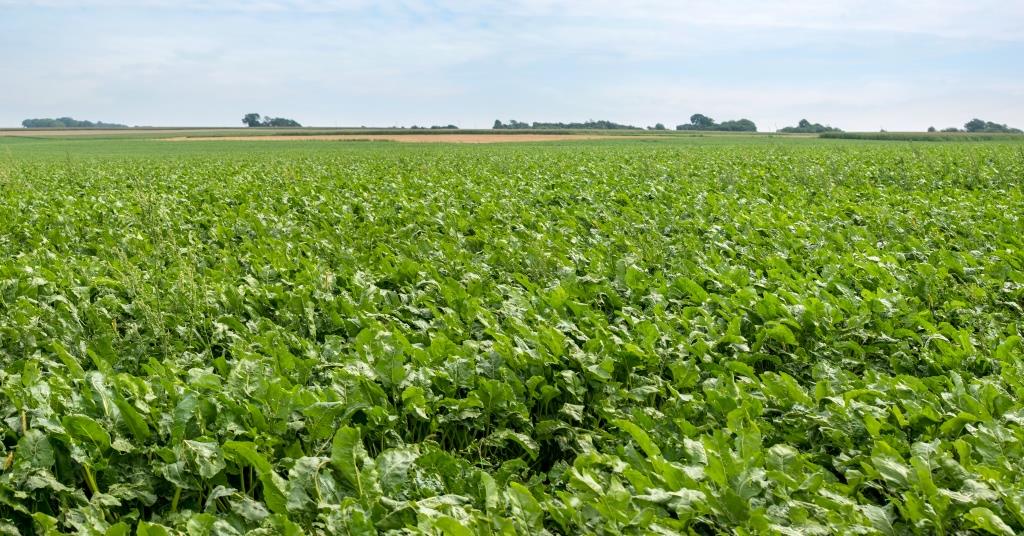 Від сівби до збирання 05.08.2021