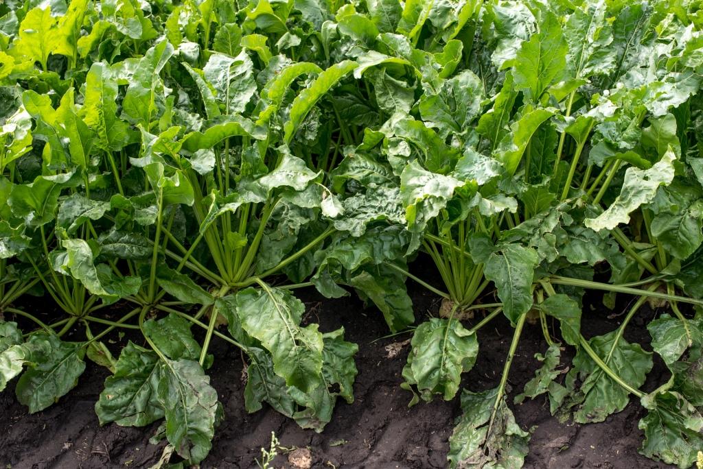 Від сівби до збирання 05.08.2021