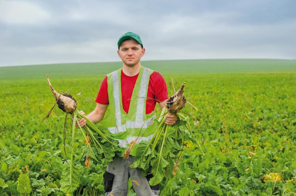 Цукровий буряк: від сівби – до збирання. У ПП «Західний Буг» розпочали збирання цукрових буряків