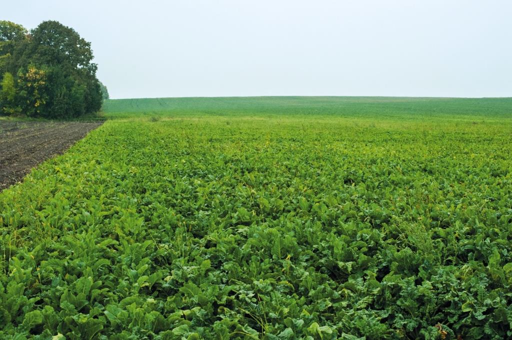 Цукровий буряк: від сівби – до збирання. У ПП «Західний Буг» розпочали збирання цукрових буряків