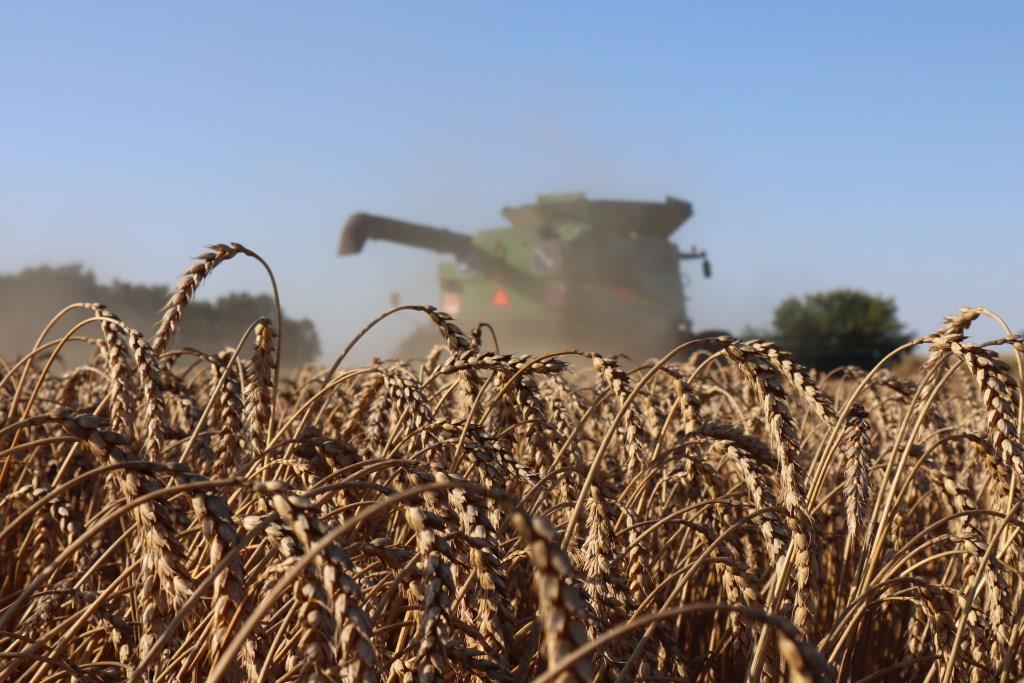 На 2,5 тонни більше: результати дослідів по ярій пшениці на Digital Field