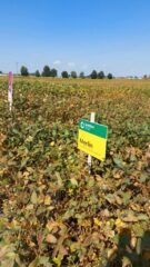 День сої: польський досвід проведення практичних заходів для фермерів