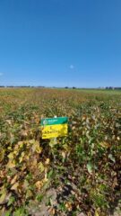 День сої: польський досвід проведення практичних заходів для фермерів