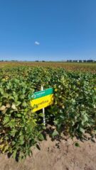 День сої: польський досвід проведення практичних заходів для фермерів