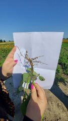 День сої: польський досвід проведення практичних заходів для фермерів