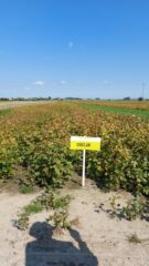 День сої: польський досвід проведення практичних заходів для фермерів