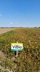 День сої: польський досвід проведення практичних заходів для фермерів