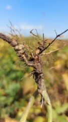 День сої: польський досвід проведення практичних заходів для фермерів