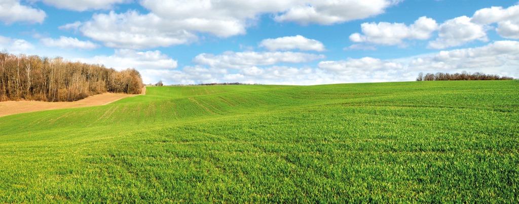 Як закласти основи високої продуктивності озимих зернових культур