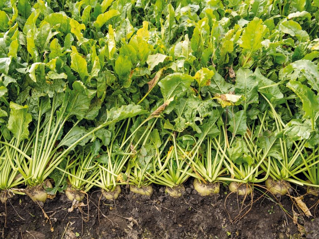 Цукровий буряк: від сівби – до збирання. У ПАП «Агропродсервіс» задоволені проміжними результатами збирання коренеплодів