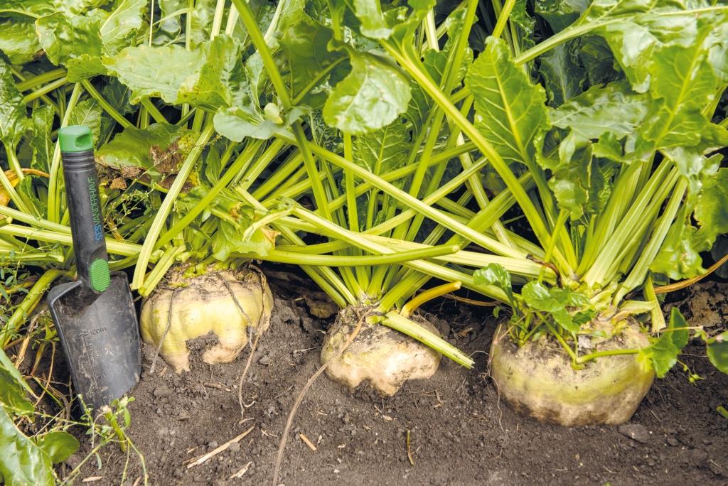 Цукровий буряк: від сівби – до збирання. У ПАП «Агропродсервіс» задоволені проміжними результатами збирання коренеплодів